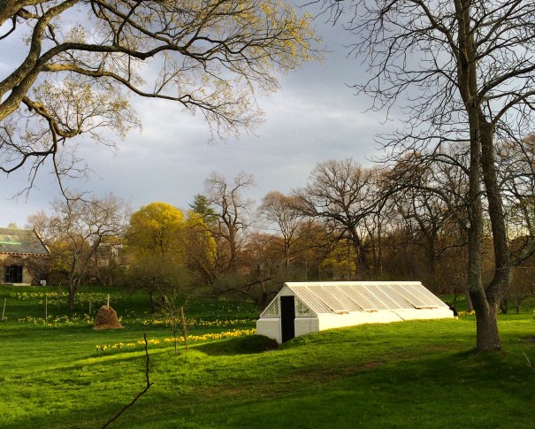 Greenhouse on a small field surrounded by trees.