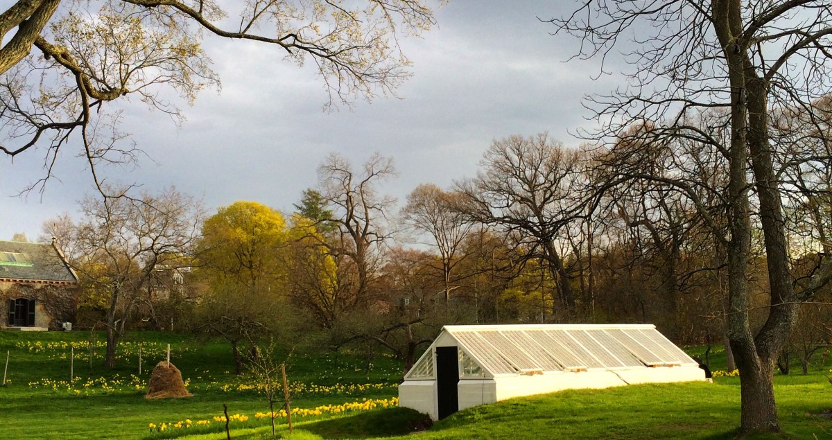 Greenhouse on a small field surrounded by trees.